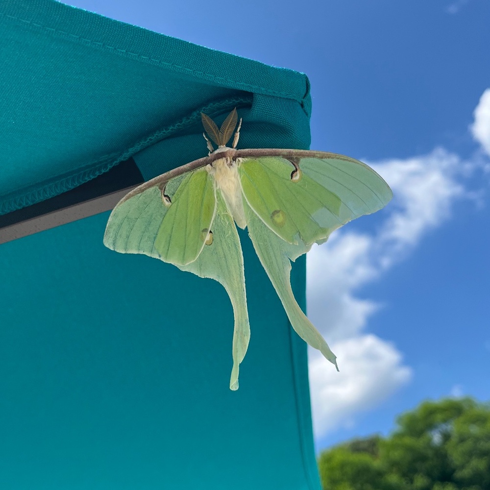 Meet your Posher, Marigold